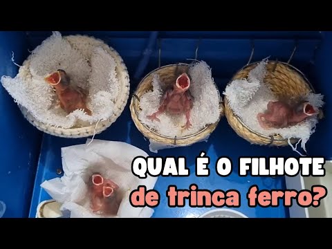 Qual desses filhotes de pássaro é o Trinca ferro?