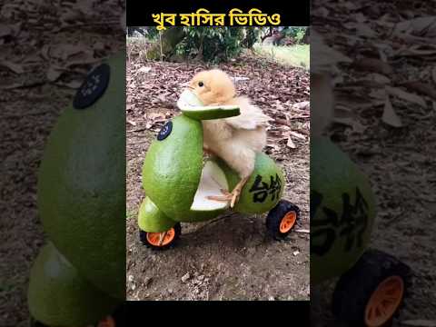 Chikir new scuti#funny #facts
