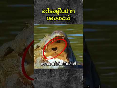 อะไรอยู่ในปากของจระเข้ #สารคดี #เรื่องเล่า