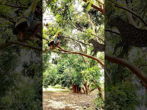 open tiger 🐅 attack caching jangil VFX funny 🤣 my village #shots #animals #wildlife #viral #tiger