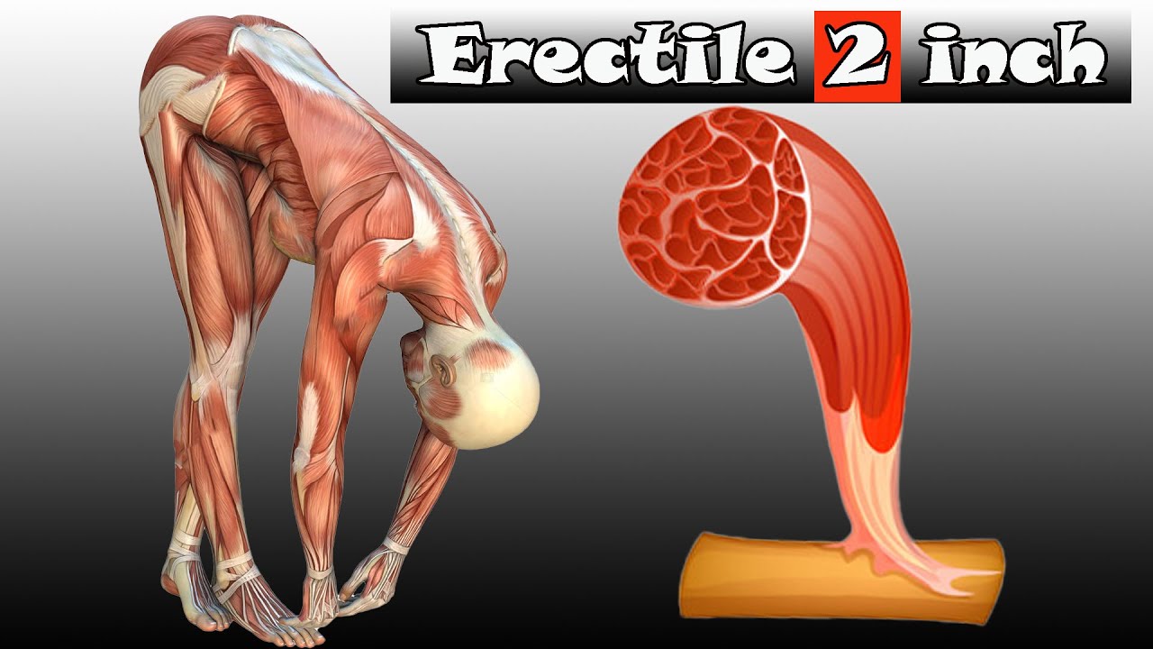 5 Simple Kegel Exercise to Increase Erectile 2 inch