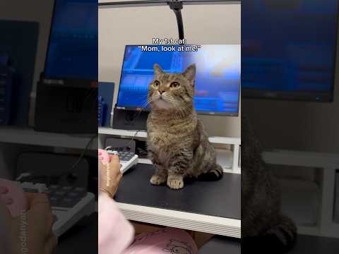 My first cat vs My second cat when I'm gaming😻😼 #shorts #cat #funny