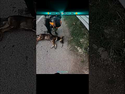👆Samne Dog 🐕Aagaya omg 😲 #bikelife #motovolgger #bikers #motovlog #shorts #bikeride
