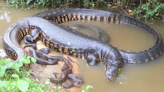 Giant Anaconda with Her Babies in the River