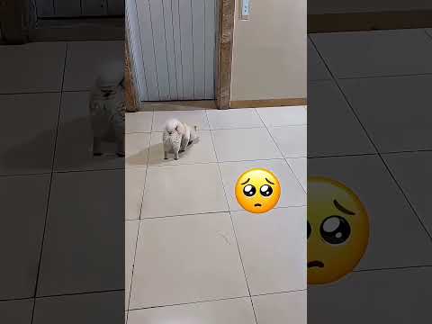 Lost Puppy Finally Found Home ๐ณ๐ถ