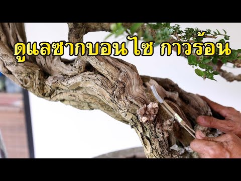 กาวร้อนกับการดูแลซากบอนไซWorkshopStationEP.167