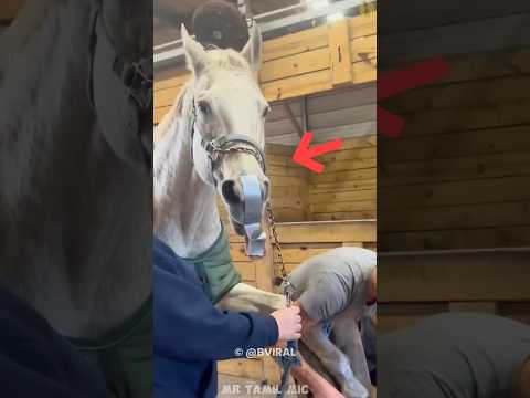 🤔 Why is tape put on a horse nose Tamil? | Mr Tamil Mic | #shorts