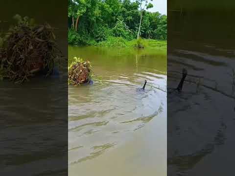 পাখি দরার আজব কৌশল|# #shortviral #shortsvideo #factshorts #khanofficial