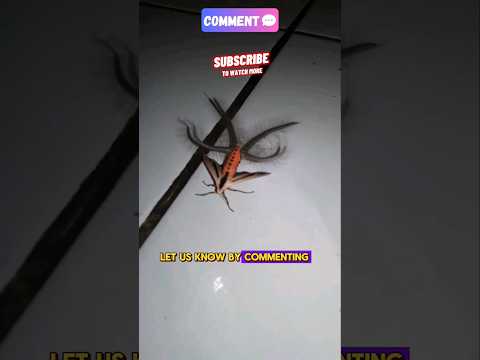 amazing trick for mating ❤️‍🔥this moth #animals #viral