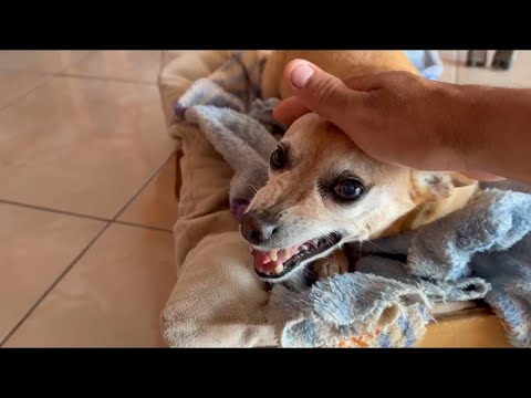 Pinscher não gosta que chame cabeça de Genipapo ￼