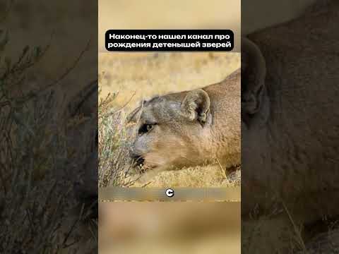 Борьба мамы-пумы за жизнь потомства #материнство #мама #животные
