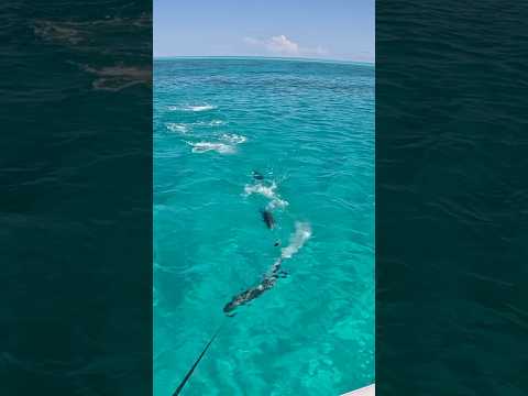 Hits like a TRUCK 🫡 #fishing