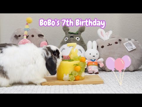 Celebrating my bunny's 7th birthday | BoBo's 7 years old