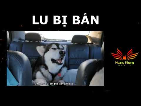 Lu bị bán | Thánh lồng tiếng