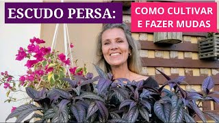 ESCUDO PERSA: COMO CULTIVAR E FAZER MUDAS