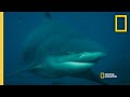 Understanding Shark Behavior in the Whitsundays