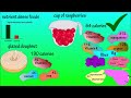 Exploring Nutrition, BMI, and Physical Activity