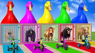Long Slide Game With Cow Elephant Gorilla Hippopotamus Tiger - 3d Animal Game - Funny 3d Animals