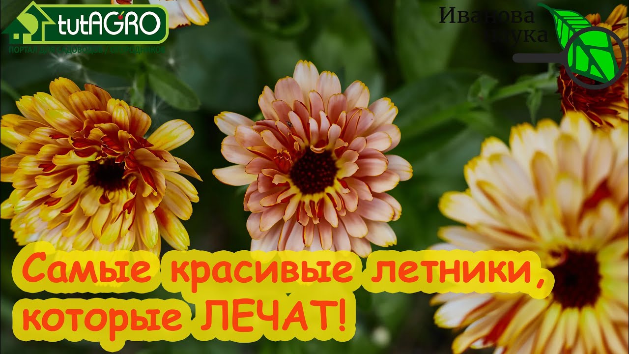 Цветы, которые лечат. Самая красивая аптека - на своем участке! Посадите эти цветы и будьте здоровы!