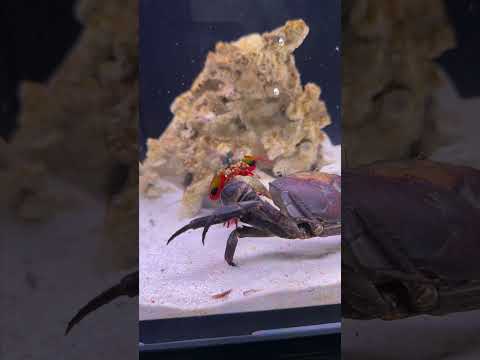 My Peacock Mantis Shrimp Scary the crab 😰