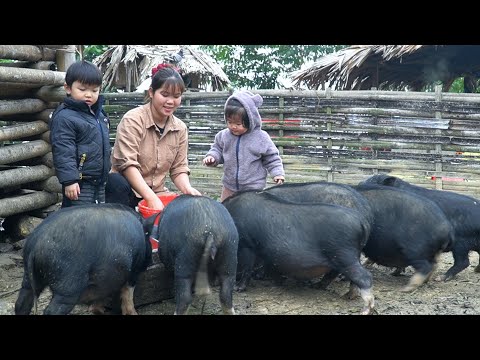 Picking sweet grapefruit to sell, picking up 2 children from school, Xuan's daily life