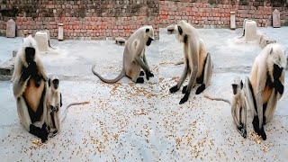 😱 इतने सारे लंगूर एक साथ! | Langur Eating Chana on Terrace (Heartwarming) ❤️