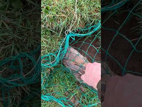 Rabbit pulled from Hole, ferret holding on??