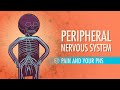 Exploring the Peripheral Nervous System