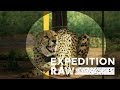 Cheetah Relocation and Management Challenges
