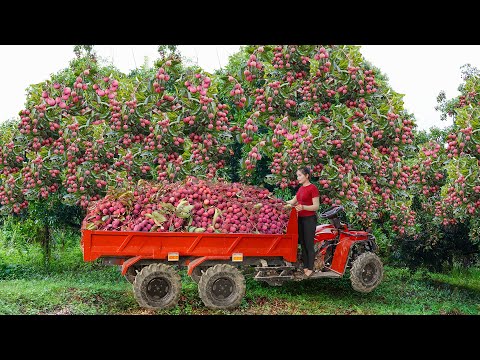 Use Off Road Truck To Harvest Lots Of Lychee Fruit Goes To Sell At The Village Market