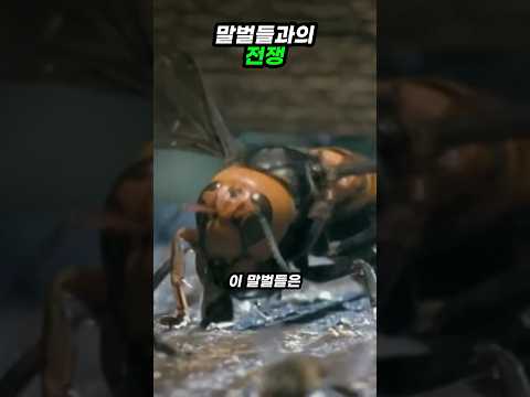 말벌과의 전쟁
