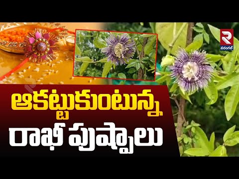 Rakhi Flower in Bayyaram Nursery | ఆకట్టుకుంటున్న రాఖీ పుష్పాలు | RTV Warangal