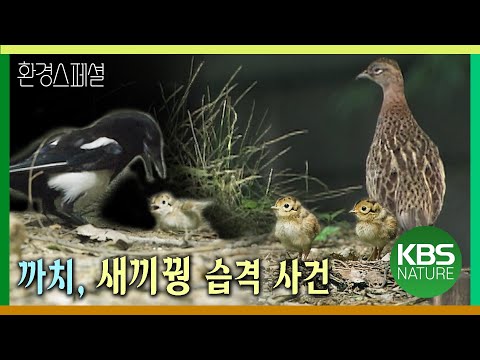 까치, 새끼꿩 습격 사건 [환경스페셜-야생의 모정 네가지 풍경] / KBS 20060201 방송