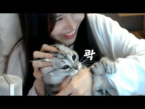 이 미친 고양이가!!!!!!!!!!  (코코하이라이트)