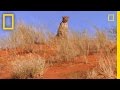 Cheetah Cubs and Their Adventures