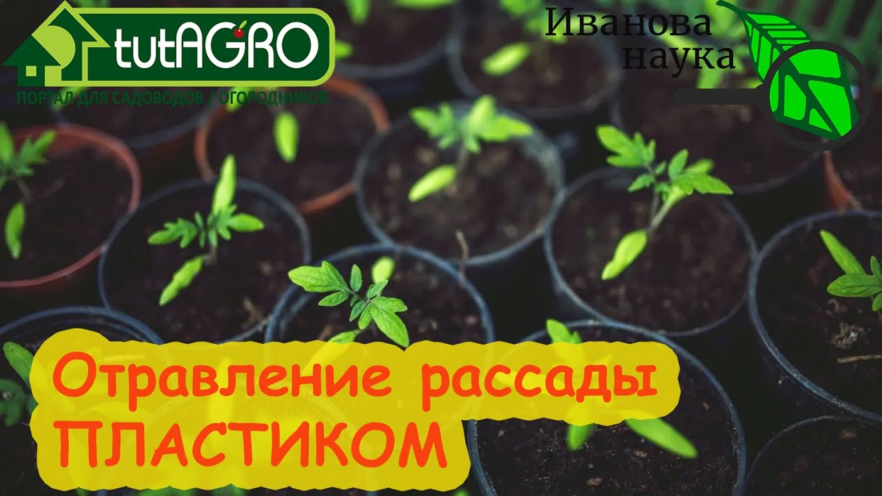 Непищевой пластик под запретом в какой пластик можно сажать рассаду.