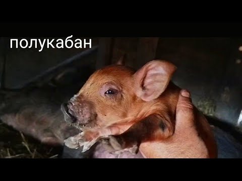 ТРУДОДЕНЬ В ДЕРЕВНЕ/ПРИПЛОД В ХОЗЯЙСТВЕ/ ПОРОСЯТА и УТЯТА/