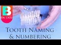Dental Numbering Systems and Concepts