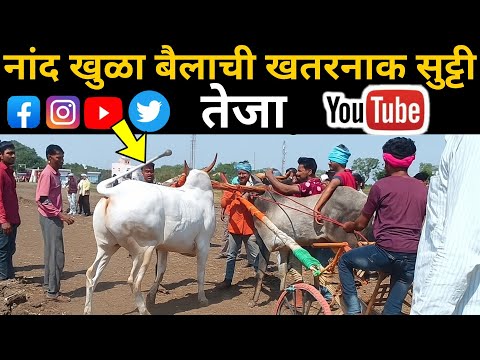 नांद खुळा बैलाची खतरनाक सुट्टी | तेजा बैल | bailgadisharyat new video | #shankarpat
