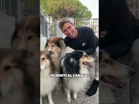 SFIDA DEL PROSCIUTTO coi MIEI CANI
