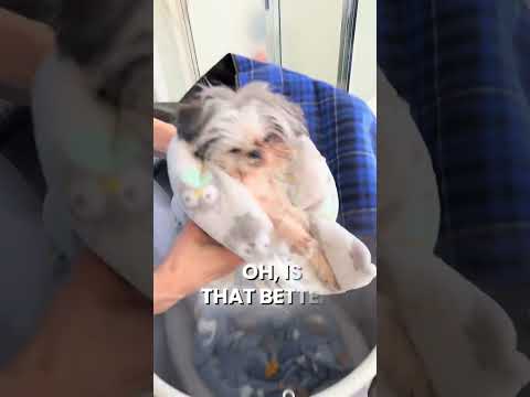 @pipsqueak_thetinydog: Our little girl is doing really well! 😂 #dog #dogvideos