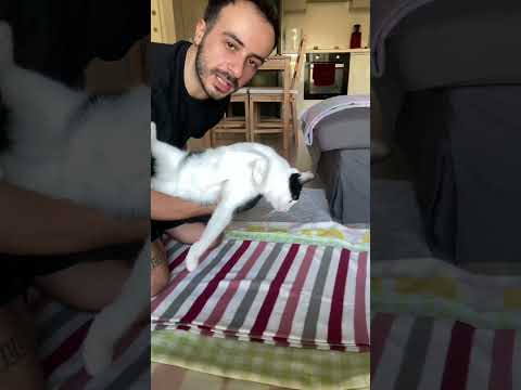 kedili suşi