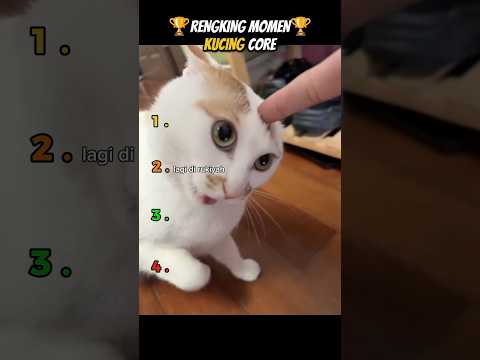 rengking momen kucing core #cat