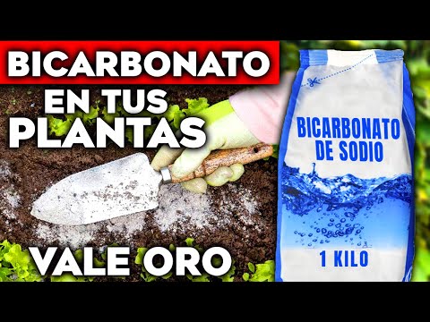 ESTO es CIEN VECES MEJOR que Cualquier ABONO CASERO para PLANTAS 🌱 Usos del Bicarbonato en tu Jardín