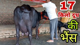 17 किलो दूध की भैस बिक्री के लिए उपलब्ध || Sandeep Banwala Dairy Farm (93504_36184) 