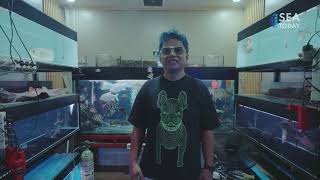 JATINEGARA MARKET, INDONESIA’S ORNAMENTAL FISH POTENTIAL