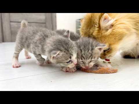 Foster kittens meow loudly and refuse to share food with the cats