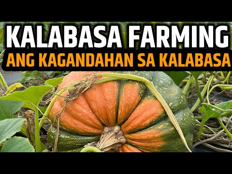 BAKIT NGA BA MAGANDA MAG TANIM NG KALABASA - USAPANG KALABASA | D' GREEN THUMB