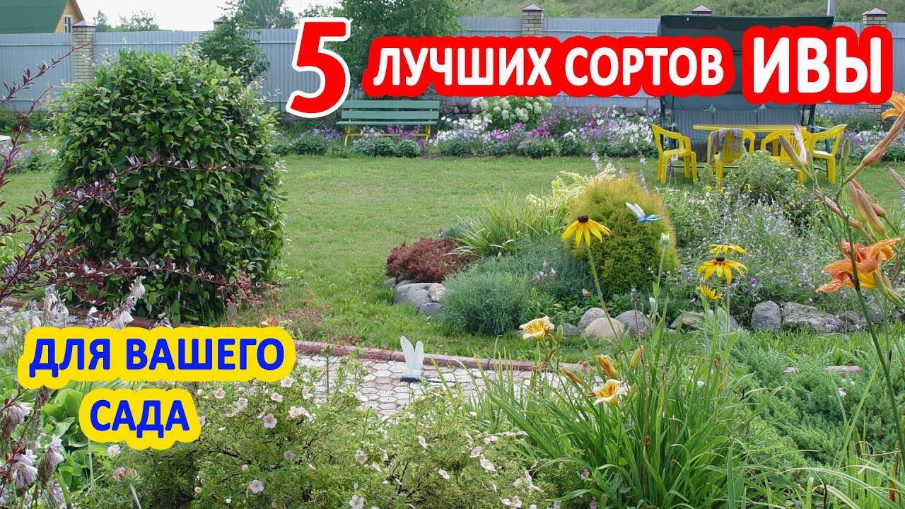 ИВА в саду. 5 лучших видов ДЕКОРАТИВНОЙ ИВЫ: Козья, Хакуро - Нишики, ива Нана, Извилистая, Плакучая