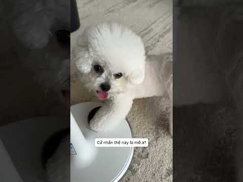 Buổi sáng của an an.#pets #tiktok #cutedog